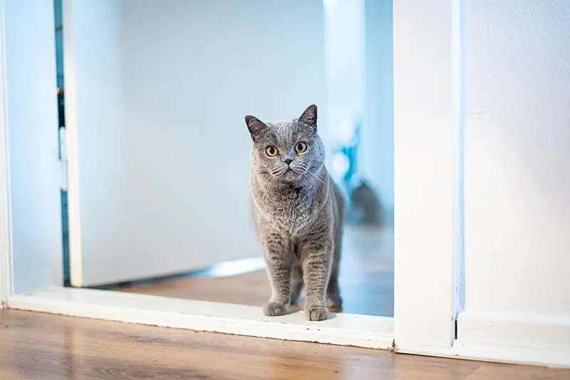 Grey cat standing in the doorway