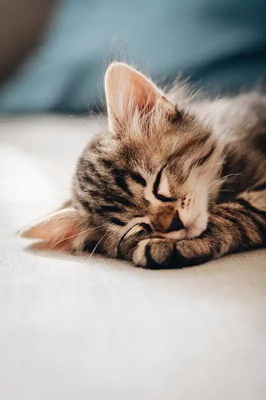 Tabby kitten taking a nap