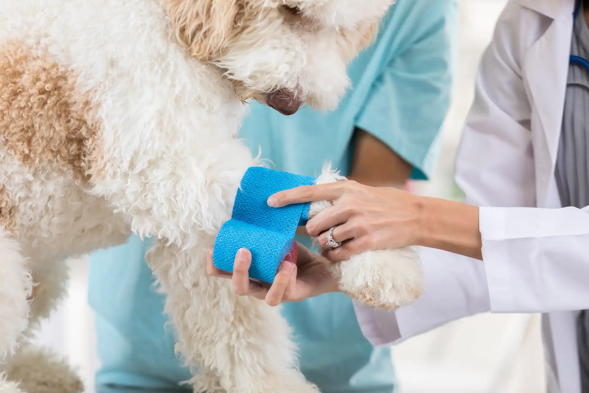 Southern Hills Animal Hospital provides Urgent Care Available by Appointment